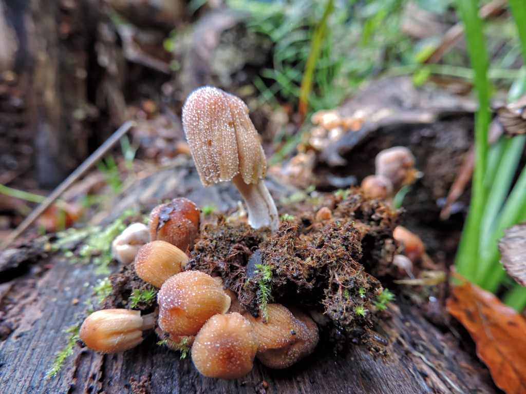 Gewone glimmerinktzwam [11595] 19-okt-2014 (Bentheimerwald, Bad Bentheim).jpg - Gewone Glimmerinktzwam [Coprinus micaceus]